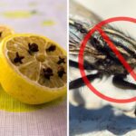 Efectivos remedios naturales para combatir las moscas