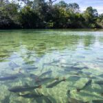 Ejemplos de ecosistemas acuáticos de agua dulce