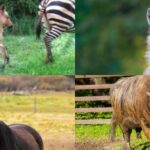 Ejemplos y características de animales híbridos