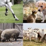 Ejemplos y lista de animales cuadrúpedos interesantes