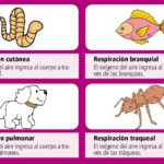 Ejemplos y nombres de animales con respiración traqueal