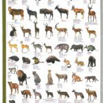 Ejemplos y nombres de fascinantes animales carnívoros