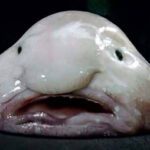 El animal más extraño y poco atractivo del planeta