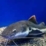 El animal que posee más dientes del planeta
