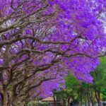 El árbol Kiri: un aliado vital para nuestro planeta
