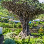 El árbol más antiguo del mundo: su historia y maravillas