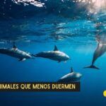 El asombroso sueño de los delfines
