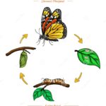 El ciclo vital de una mariposa: fases e ilustraciones
