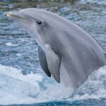 El delfín: un fascinante mamífero marino