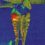 El fascinante misterio del color de las cebras