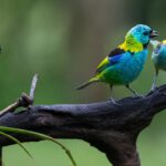 El Fascinante Mundo de las Aves Argentinas