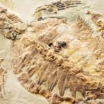 El fascinante origen de las tortugas marinas