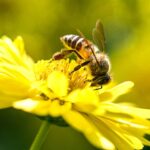 El fascinante proceso de elaboración de miel por abejas