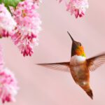 El fascinante proceso reproductivo del colibrí