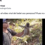 El futuro del oso perezoso: ¿peligro inminente?