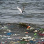 El inmenso impacto ambiental de las bolsas de plástico