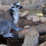 El lémur: ¿Sobrevive ante la amenaza de extinción?