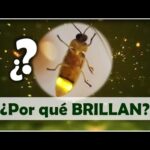 El misterio detrás del resplandor de las luciérnagas