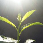 El momento en que las plantas realizan la respiración