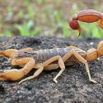 El origen y desarrollo de los alacranes