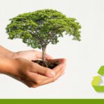 El papel crucial de los árboles en el medio ambiente