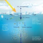 El plancton y su vital papel en el ecosistema marino