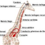 El sorprendente sistema circulatorio de las jirafas
