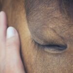 El sueño de los caballos: curiosidades y secretos