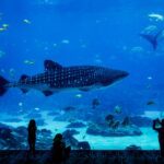 El tiburón ballena ¿un gigante en riesgo de extinción?