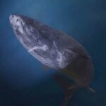 El tiburón: ¿mamífero o criatura marina fascinante?