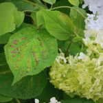 El vinagre: ¿aliado o enemigo de las hortensias?
