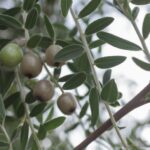 Elaeagnus angustifolia: beneficios y mantenimiento del árbol del paraíso