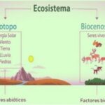 Elementos esenciales que conforman un ecosistema