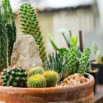 Encanto y cuidado de los cactus miniatura