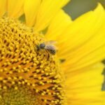 Entendiendo el néctar y su importancia en la naturaleza