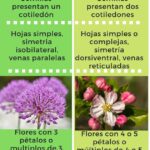 Entiende el concepto de cotiledón en plantas
