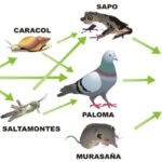 Entiende las redes tróficas con ejemplos claros y útiles