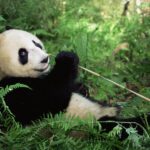 Entorno natural del oso panda: características y conservación