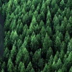 EOSDA Forest Monitoring Optimiza su Solución para Gestión Forestal Sostenible