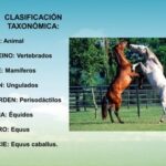 Équidos: características clasificación y aspectos esenciales