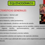 Equinodermos: definición características clasificación y ejemplos clave