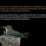 Escolopendra: características hábitat y dieta reveladora