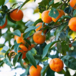 Esenciales cuidados para el árbol de mandarinas