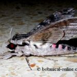 Esfinge colibrí: hábitat alimentación y rasgos distintivos