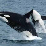 Especie cosmopolita: definición y ejemplos destacados