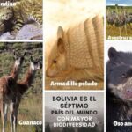 Especies bolivianas en riesgo de extinción