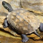 Especies de tortugas de agua dulce que debes conocer