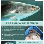 Especies endémicas de México: Ejemplos destacados y curiosidades
