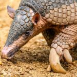 Especies endémicas que enriquecen la biodiversidad de Colombia