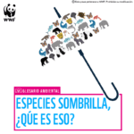 Especies paraguas: definición y ejemplos relevantes